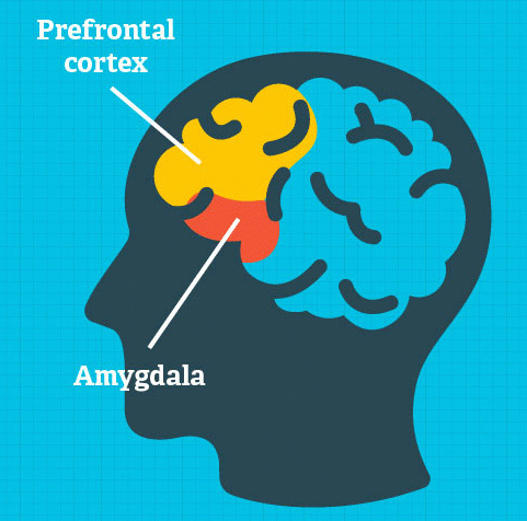 Amygdala brain