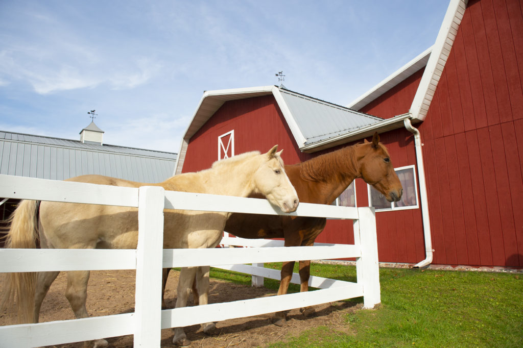 Horses at Rawhide's equine facility